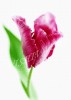 Розовый тюльпан A